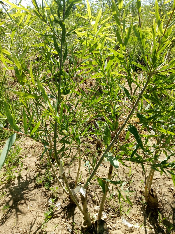 張掖市林木種苗管理站密胡楊嫁接育苗試驗(yàn)初見(jiàn)成效
